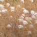 Japanese Silver Grass - Photo Tonatsu, no known copyright restrictions (public domain)