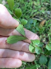 Cupaniopsis shirleyana