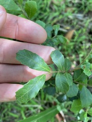 Cupaniopsis shirleyana
