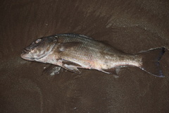 Haemulopsis leuciscus