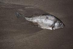 Haemulopsis leuciscus