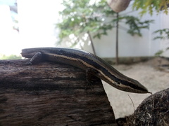 Marisora lineola