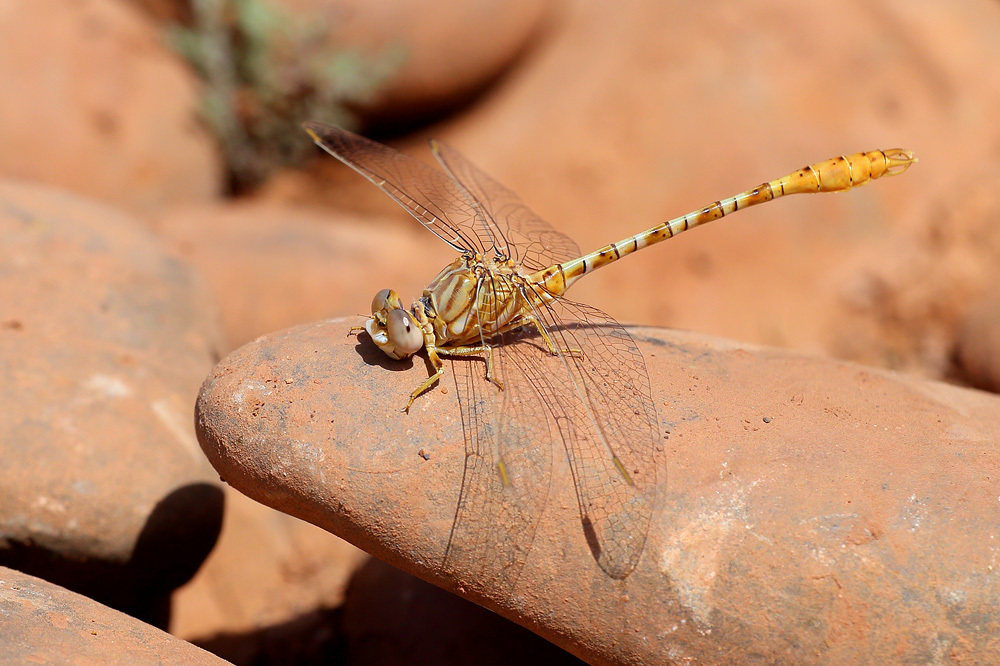 Costa's Pincertail