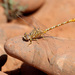 Costa's Pincertail - Photo (c) Erland Refling Nielsen, some rights reserved (CC BY-NC)
