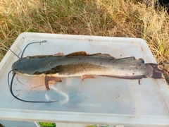 Heterobranchus longifilis