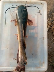 Heterobranchus longifilis