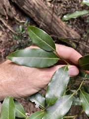 Cryptocarya sclerophylla