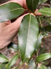 Cryptocarya sclerophylla