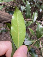 Cryptocarya sclerophylla