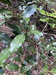 Cryptocarya sclerophylla