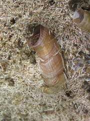 Thylacodes squamigerus image