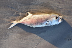 Caranx caninus