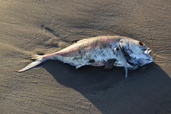Caranx caninus