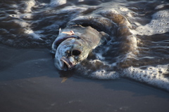 Caranx caballus