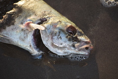 Caranx caballus