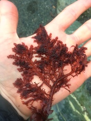 Cumathamnion decipiens