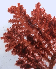 Cumathamnion decipiens