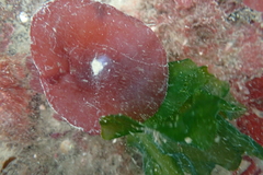Constantinea rosa-marina