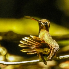 Phaethornis