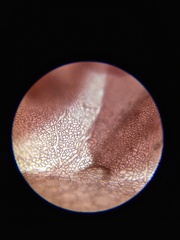 Cumathamnion decipiens