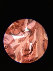 Cumathamnion decipiens