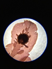 Cumathamnion decipiens
