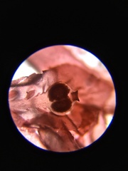 Cumathamnion decipiens