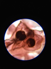 Cumathamnion decipiens
