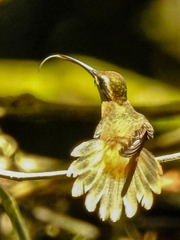 Phaethornis