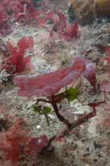 Constantinea rosa-marina