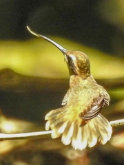 Phaethornis