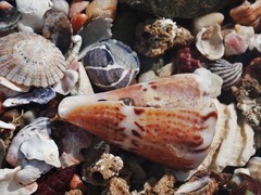 Conus capitaneus