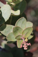 Arctostaphylos gabilanensis