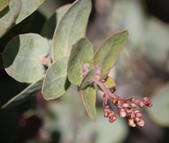 Arctostaphylos gabilanensis