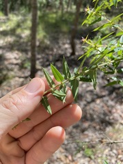 Podolobium aciculiferum