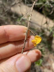 Podolobium aciculiferum