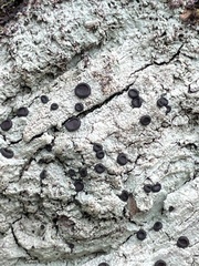 Tephromelataceae