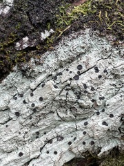 Tephromelataceae