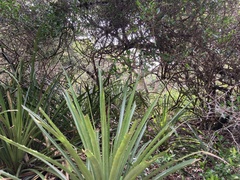 Bromelia antiacantha
