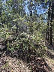 Podolobium aciculiferum