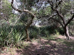 Bromelia antiacantha