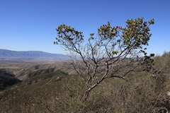 Arctostaphylos gabilanensis