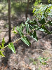 Podolobium aciculiferum