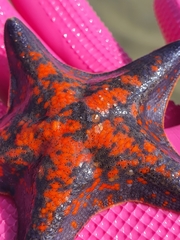Patiria pectinifera