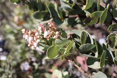 Arctostaphylos gabilanensis