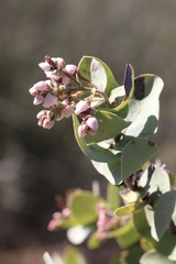 Arctostaphylos gabilanensis