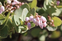 Arctostaphylos gabilanensis