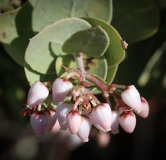 Arctostaphylos gabilanensis