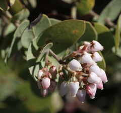 Arctostaphylos gabilanensis