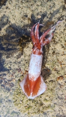 Onychoteuthis borealijaponica